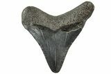 Juvenile Megalodon Tooth - South Carolina #312105-1